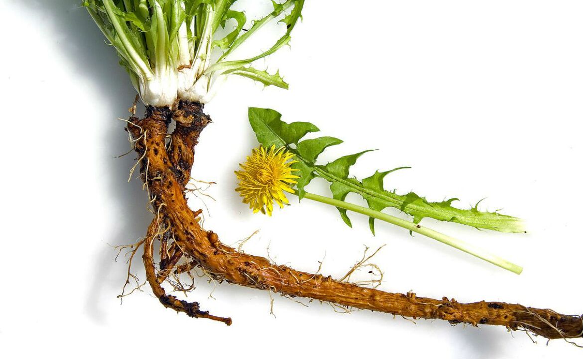 Dandelion root for cervical osteochondrosis