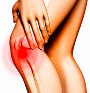 Anatomy of the knee